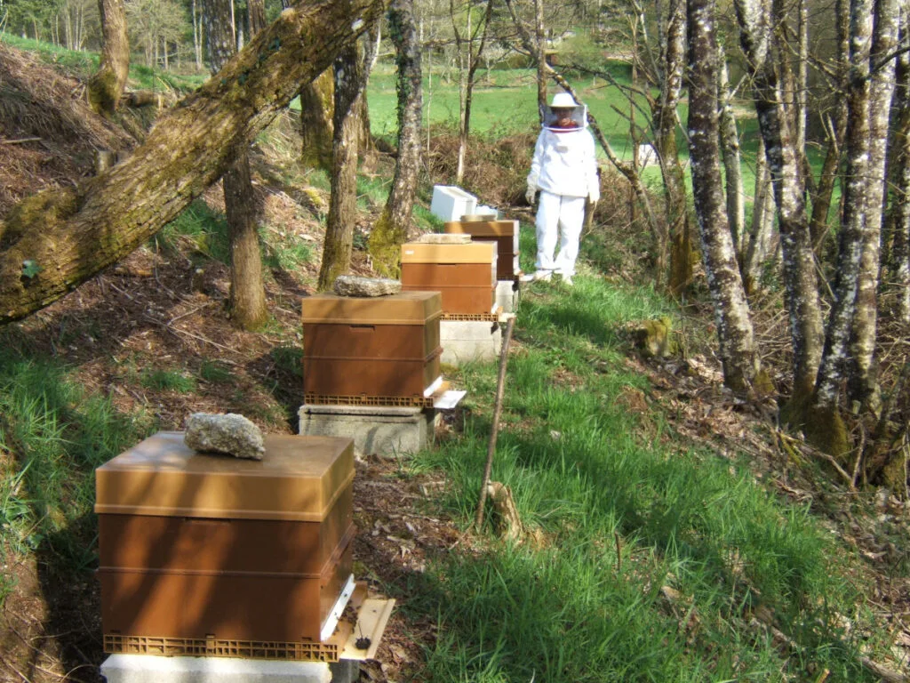 auriat apiculture 2 1 1024x768